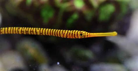 5 Best Tropical Fish For Advanced Aquarists | Fishkeeping Advice