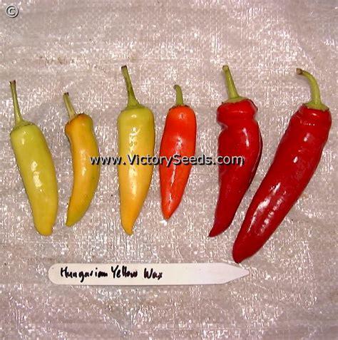 Hungarian Yellow Wax Hot Pepper - Victory Seeds® – Victory Seed Company