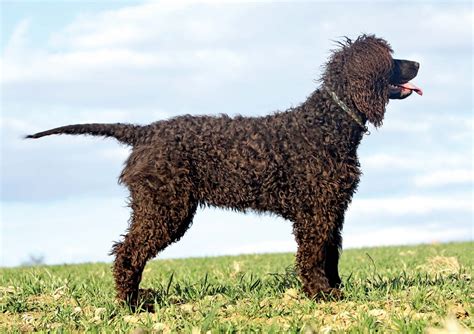 Irish water spaniel | Hunting, Curly Coat, Sporting Dog | Britannica