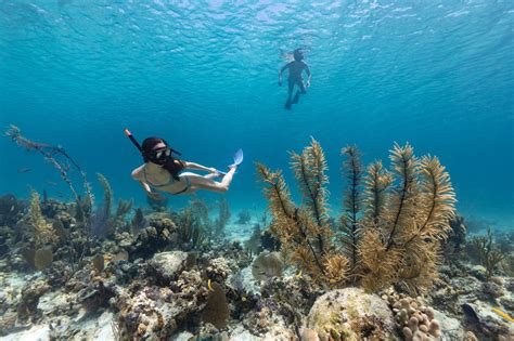 Best Coral Reefs for Snorkeling in The Bahamas | Snorkeling, Airlie ...