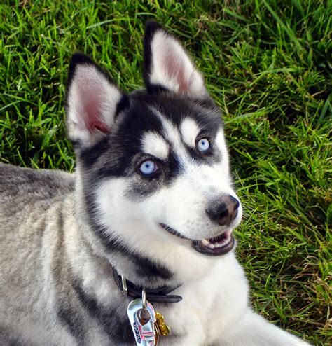 What Dog Breeds Have Blue Eyes? - LUV My dogs