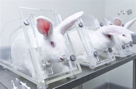 Top 101+ Organisations against animal testing - Merkantilaklubben.org