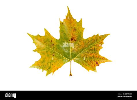 Arbol ornamental otoño fotografías e imágenes de alta resolución - Alamy