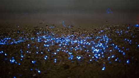 Ocean acidification may make some species glow brighter