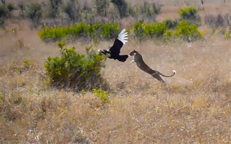 Impresionante leopardo cazando un pajaro (bucerotido) | Animales en Video