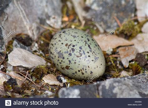 Black Oystercatcher Eggs High Resolution Stock Photography and Images ...