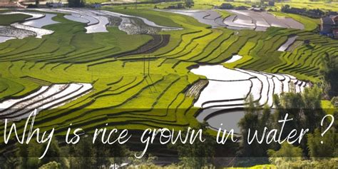 Why Rice Is Grown In Water? Why The Fields Are Flooded - Foodiosity