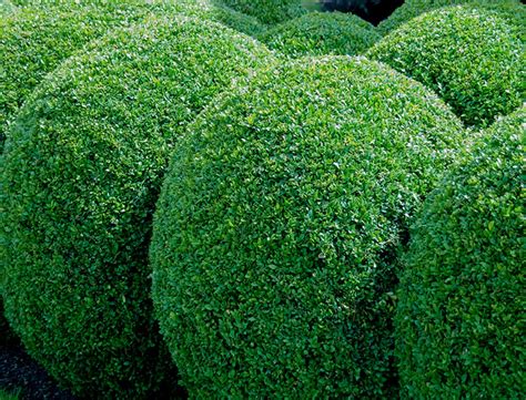 Buxus sempervirens Guide: How to Grow & Care for “Common Boxwood”