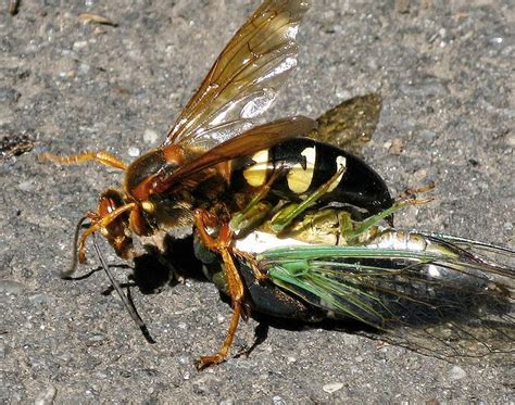 Chantilly National Golf and Grounds: CICADA KILLER WASPS