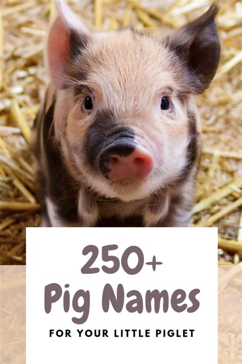 250+ Pet Pig Names (From Albert to Wally) - PetHelpful