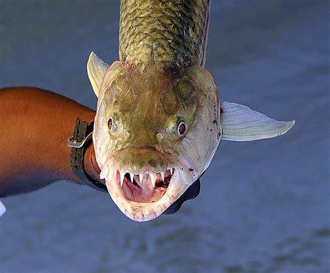 Tiger Fish's Sharp Teeth photo, Tanzania Africa