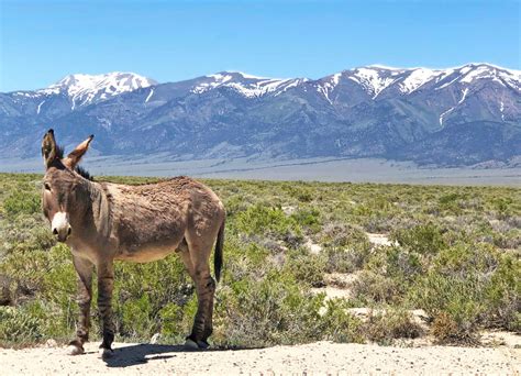 Nevada Wildlife | Wildlife Refuges in Nevada | Nevada Wildlife Photography