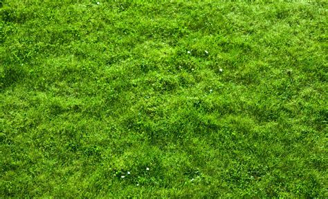 HD Wallpaper Grass Free Download