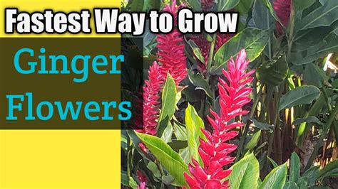 How To Grow Flowering Ginger, Ornamental Ginger Propagation,Mindfulness ...