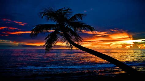 Tropical Sunset Beach Slanting Palm Tree Ocean Waves Sky Clouds ...