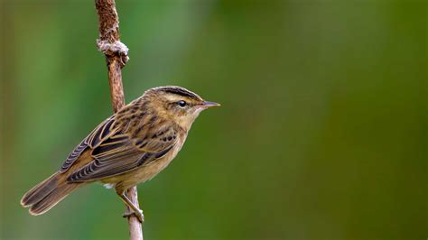 Sedge Warbler - A-Z Animals