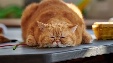 Wallpaper Fat cat in sleeping 5120x2880 UHD 5K Picture, Image