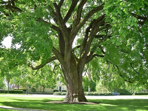 Elm Trees: A Guide to the Ornamental Tree - The Dirt Doctors