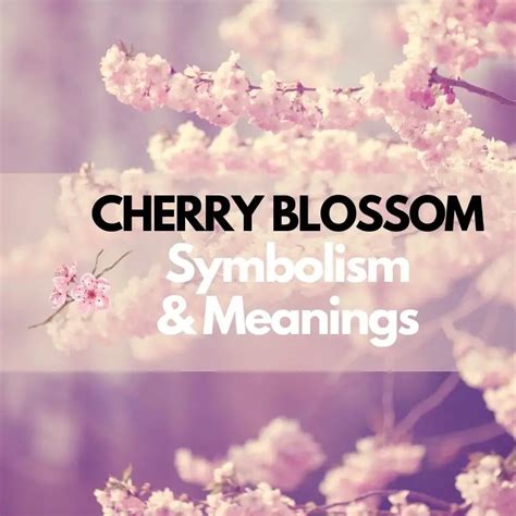 Cherry Blossom Flower: Symbolism, Meanings, and History - Symbol Genie