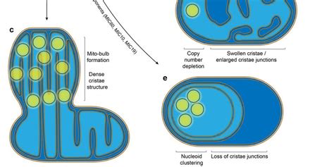 The relationship between cristae modulators and mtDNA organisation. (a ...