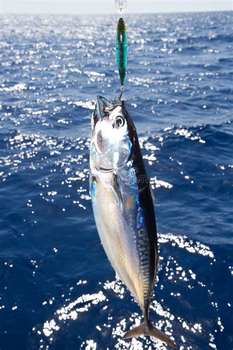 Tuna Mediterranean Big Game Fishing Stock Photo - Image of catch ...