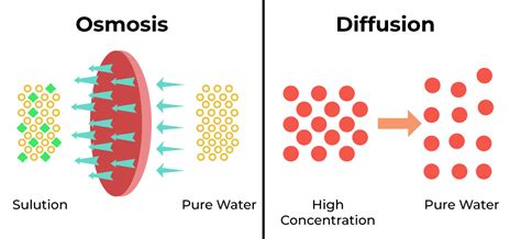 What is diffusion? Types, Examples of Diffusion