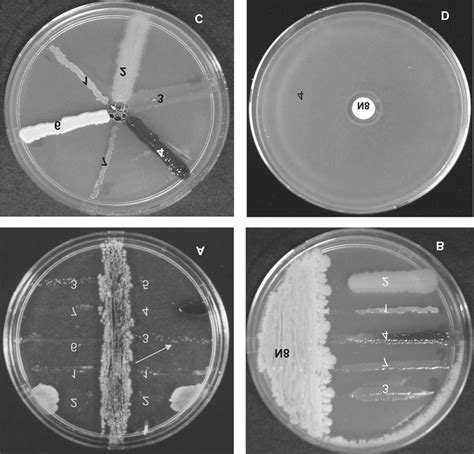 Inhibition of test organisms by isolate N8: A, Inhibition of test ...