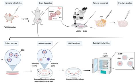 Isolation and in vitro Culture of Mouse Oocytes —BIO-PROTOCOL