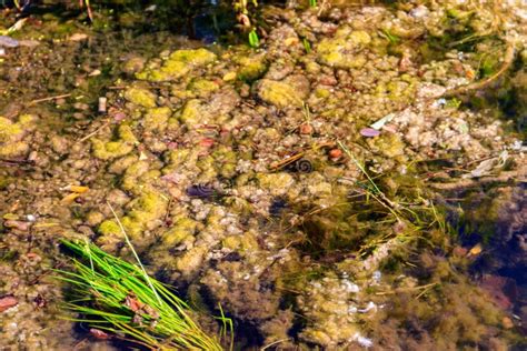 Green Algae in Water. Water Pollution Stock Image - Image of nature ...