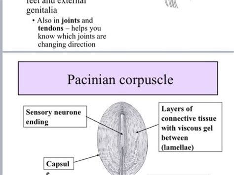 Receptors and the Pacinian corpuscle: AQA A level Biology | Teaching ...