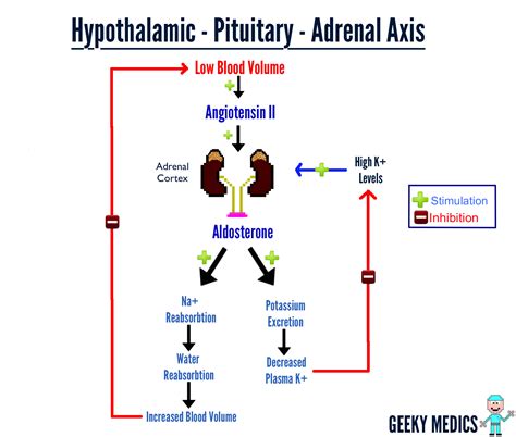 How the adrenal axis works | Geeky Medics