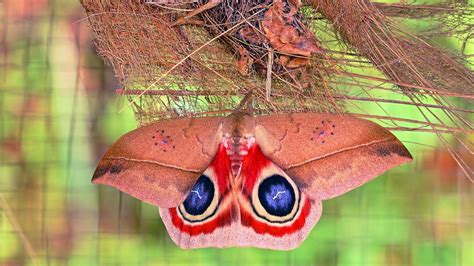 Metamorphosis from Saturniidae caterpillar to Automeris metzli moth ...