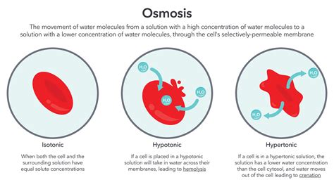 Osmosis in red blood cells science vector illustration diagram 26586296 ...