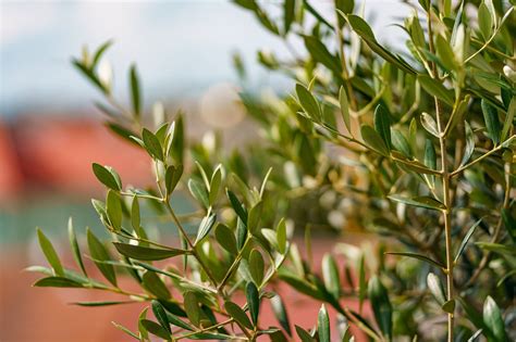 Olive Tree Leaves Free Stock Photo | picjumbo