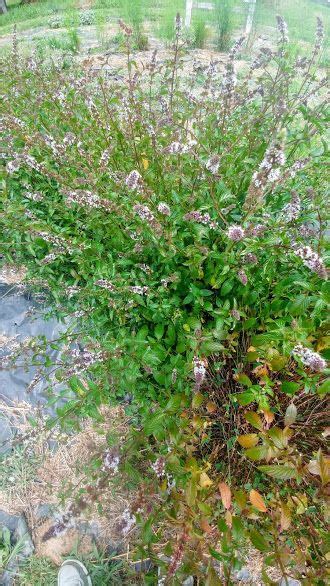 Peppermint GrowingDays Herb & Flower Garden July 2018 | Garden, Flower ...