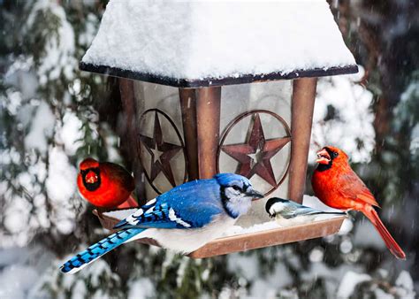 How to Choose the Best Cardinal Bird Feeder: Food, Reviews, FAQ’s, Top ...