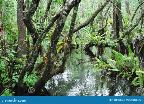 Florida Swamp stock photo. Image of america, bald, corkscrew - 14689986