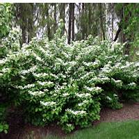 Blue Muffin Viburnum | Buy Online at Nature Hills Nursery