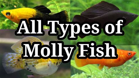 All Types of Molly Fish / #28 - YouTube