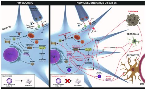 The general pathways involved in neurodegenerative diseases ...