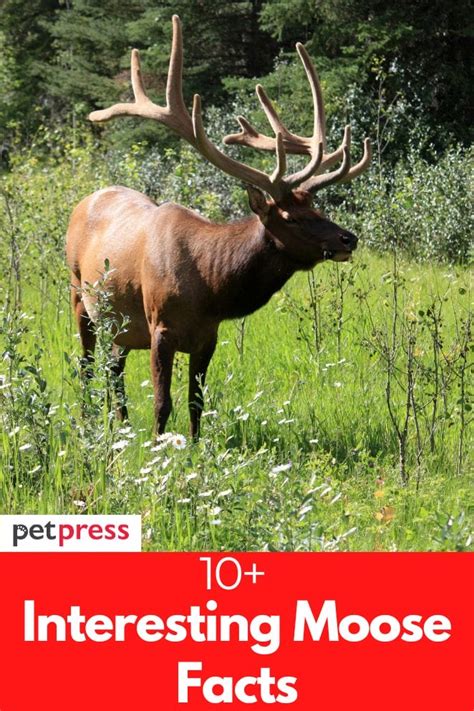 10+ Interesting Moose Facts That Are Fascinating to Know