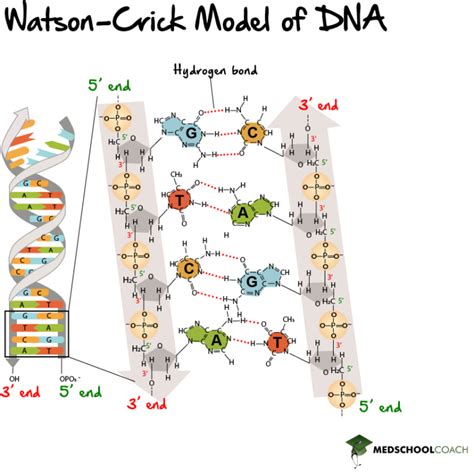 The DNA Double Helix – MCAT Biochemistry | MedSchoolCoach