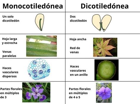 Plantas Monocotiledoneas Y Dicotiledoneas Plantae Quimica Enem | Images ...