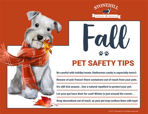 Fall Pet Safety Tips | Stonehill Kennel & Farm