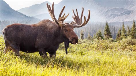 Moose Population: How Many Still Roam the World? - A-Z Animals