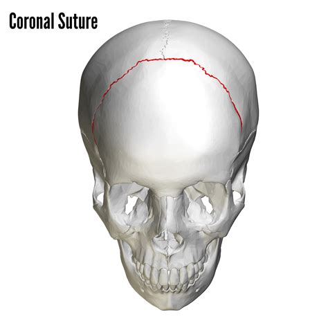 Bones of the Skull | Skull Osteology | Anatomy | Geeky Medics