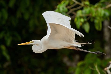 100+ Free Great White Heron & Egret Images - Pixabay