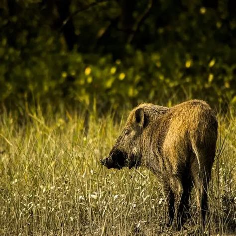 Wild Boar - Facts, Diet, Habitat & Pictures on Animalia.bio