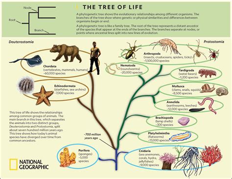 The Tree of Life