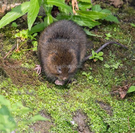 Water Vole — Stock Photo © suerob #51622167